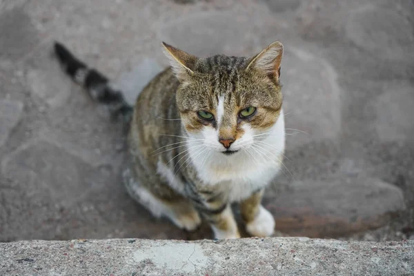 Cute Bored Sleepy Cat sitting on paving stones. top view.