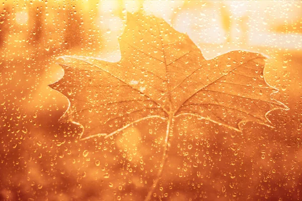 秋のカエデの葉がぬれたガラスに張り付いています 窓ガラス面にカエデの葉と雨滴 — ストック写真