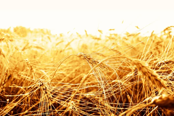 Puesta Sol Dorada Sobre Campo Trigo Cierre Espigas Trigo —  Fotos de Stock