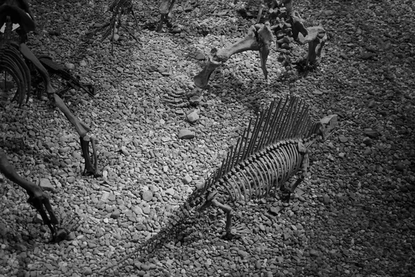Esqueletos Dinossauro Nas Costas — Fotografia de Stock