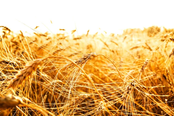 Buğday Tarlasında Altın Gün Batımı Buğday Kulaklarını Kapat — Stok fotoğraf