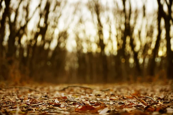 Tall Golden Linden Tree Trunks Forest Floor Colorful Leaves Close — Stock Photo, Image