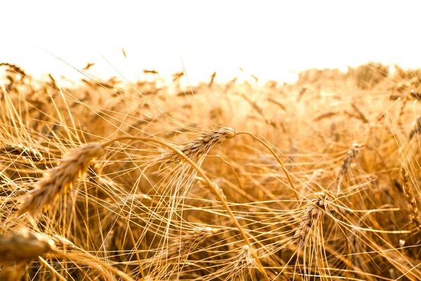 Золотой Закат Над Пшеничным Полем Закрыть Пшеничные Уши — стоковое фото