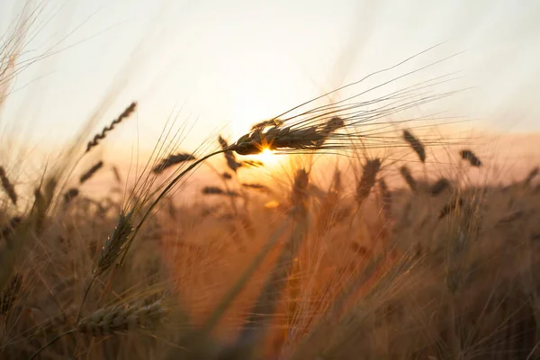 Puesta Sol Dorada Sobre Campo Trigo Cierre Espigas Trigo —  Fotos de Stock