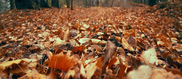 Високі Золоті Стовбури Липи Лісова Підлога Різнокольорових Листя Крупним Планом — стокове фото
