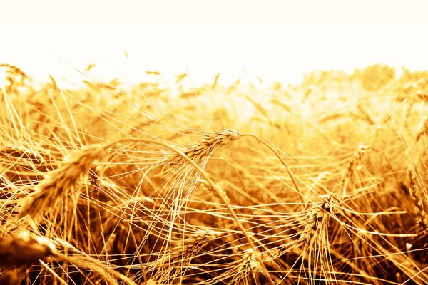 Puesta Sol Dorada Sobre Campo Trigo Cierre Espigas Trigo —  Fotos de Stock