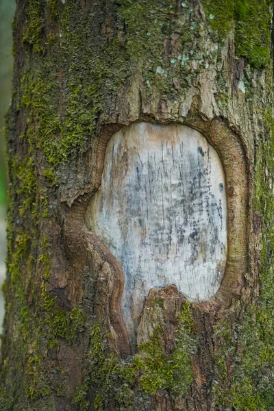 Black hole in tree trunk as entry to bird nest. Old Wood Tree Texture Background Pattern. Round Woodpecker Hole in Trunk of Tree.