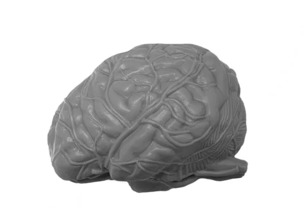 Gray Human Brain Isolated White Background Side View Plastic Model — Stock Photo, Image