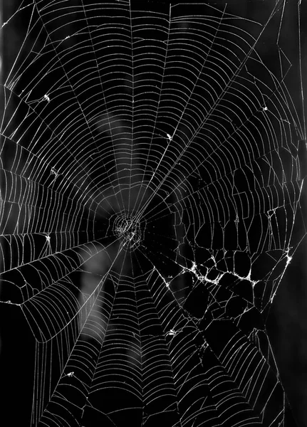 Horror Alten Bekifften Fensterrahmen Mit Spinnweben Und Insekten Auf Netz — Stockfoto