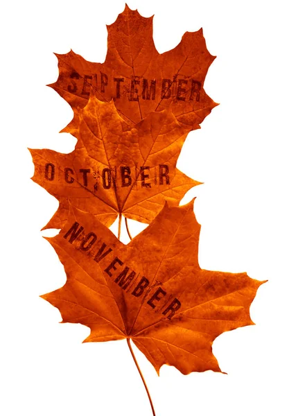 Three Maple Leaves Isolated White Background Three Autumn Month September — Stock Photo, Image