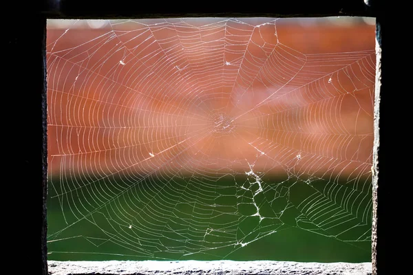 Horror Alten Bekifften Fensterrahmen Mit Spinnweben Und Insekten Auf Netz — Stockfoto