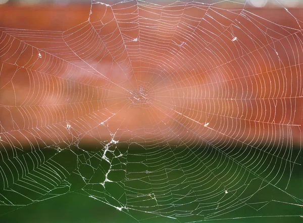 Horreur Vieux Cadre Fenêtre Lapidé Avec Toile Araignée Insecte Sur — Photo