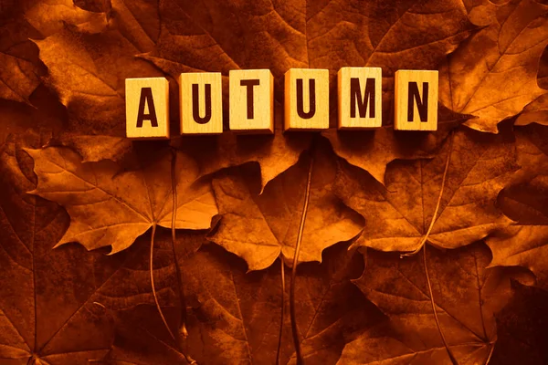 Words Autumn Fresh Maple Leaves Seasonal Background Education Back School — Stock Photo, Image
