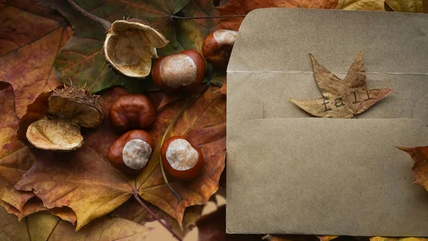 Open Envelop Met Herfstgroeten Zoals Kleurrijke Bladeren Zaden Kastanjes Noten — Stockfoto