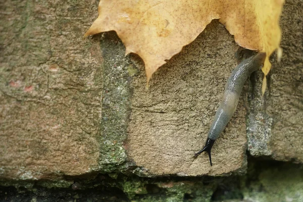 レンガの壁の背景にカタツムリのトラック 黄色のカエデの葉 — ストック写真