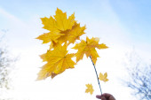 sárga őszi levelek ága férfi kézben, a kék égbolt hátterével szemben. üres példány A szöveg vagy felirat helye.