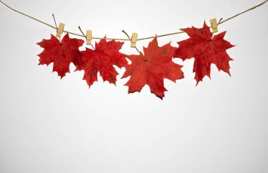 Kırmızı sonbahar yaprakları, ahşap arka planda çivilerle çamaşır ipine asılmış. Üst Manzara. Düz yatıyordu. Fotokopi alanı ile sonbahar sezonu kavramı