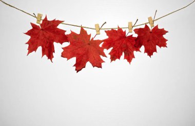 Kırmızı sonbahar yaprakları, ahşap arka planda çivilerle çamaşır ipine asılmış. Üst Manzara. Düz yatıyordu. Fotokopi alanı ile sonbahar sezonu kavramı