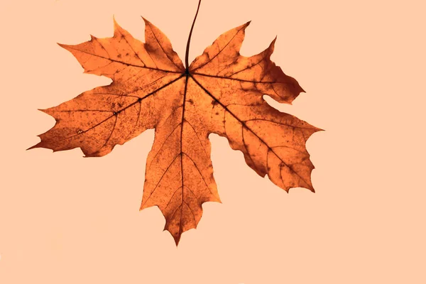 Hoja Arce Otoñal Sobre Fondo Luz Solar Fondo Otoño — Foto de Stock