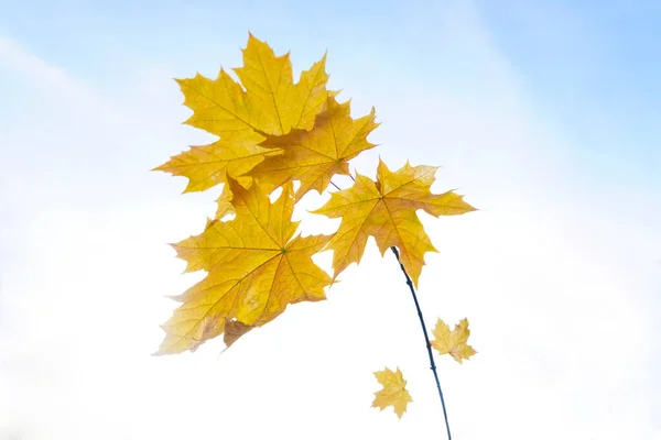 Tak Van Gele Herfstbladeren — Stockfoto