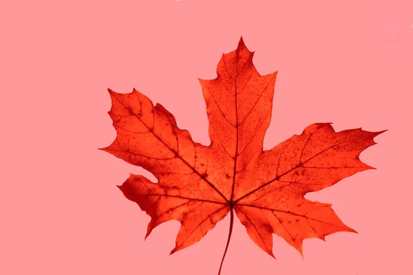 Autumnal Maple Leaf Sunlight Background Autumn Backdrop — Stock Photo, Image