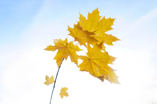 Tak Van Gele Herfstbladeren — Stockfoto