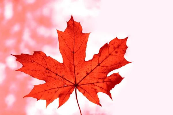 Autumnal Esdoorn Blad Zonlicht Achtergrond Herfst Achtergrond — Stockfoto