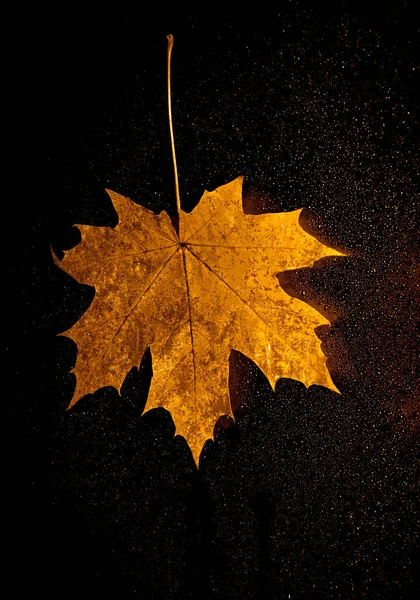 Hoja Arce Ventana Con Gotas Agua Noche Lluviosa Otoño Una — Foto de Stock