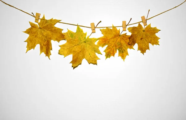 Yellow Autumn Leaves Hanged Clothesline Pins Wooden Wall Background Top — Stock Photo, Image