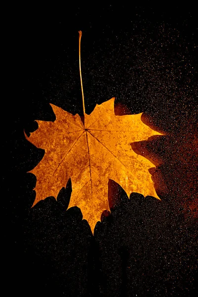 Hoja Arce Ventana Con Gotas Agua Noche Lluviosa Otoño Una — Foto de Stock