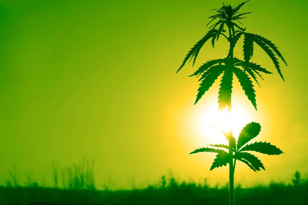 Cannabis Die Groeit Wilde Weiden Hennepbladeren Zonnige Zomerdag Zonlicht Zonsondergang — Stockfoto