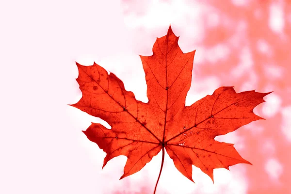 Autumnal Maple Leaf Sunlight Background Autumn Backdrop — Stock Photo, Image