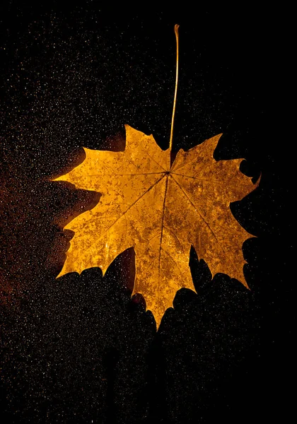 maple leaf on window with water drops in rainy autumn night.