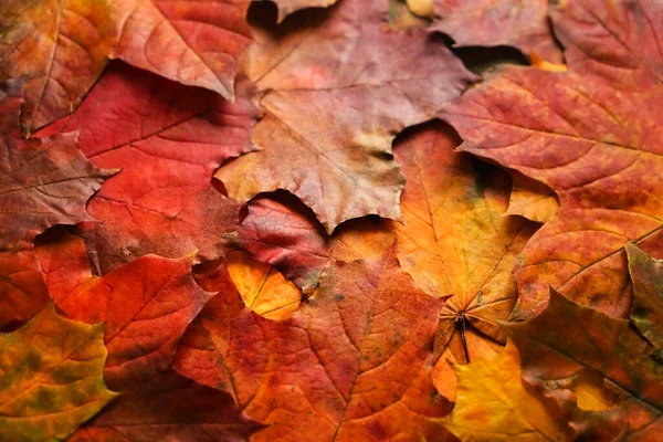 Fondo Colorido Hojas Arce Otoño Fondo Cerca Multicolor Hojas Arce — Foto de Stock