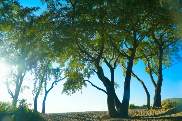 햇빛이 나무를 비추고 나뭇가지에 하늘을 배경으로 발트해 — 스톡 사진