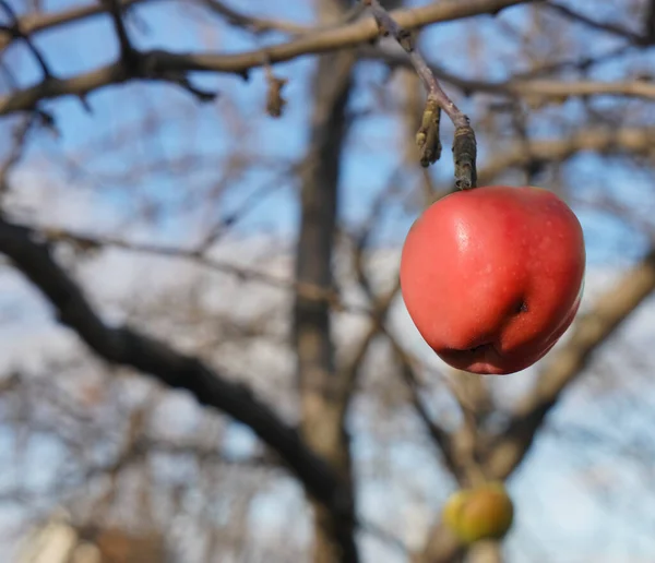 Sonbahar Mevsiminde Dalda Dondurulmuş Kırmızı Elma Mavi Gökyüzünün Arka Planında — Stok fotoğraf
