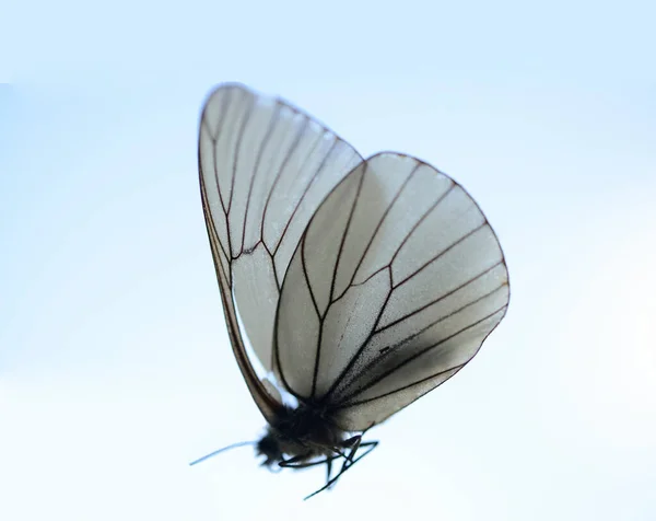 Mariposa Blanca Negra Volando Cielo Azul Sin Nubes Espacio Copia —  Fotos de Stock