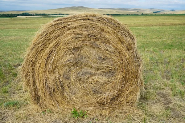 Hermoso Paisaje Campo Agrícola Manojo Redondo Hierba Seca Campo Contra — Foto de Stock