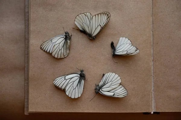 Dibujos de mariposas a lápiz  Butterfly drawing Butterfly art Butterfly  painting