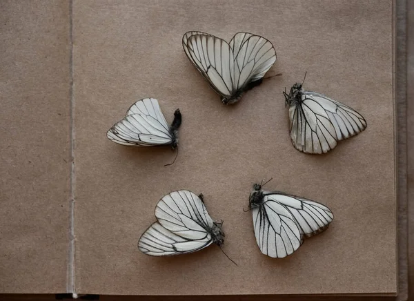 Una Bandada Mariposas Voladoras Tropicales Forma Círculo Aislado Sobre Fondo —  Fotos de Stock