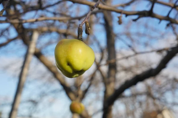 Manzana Verde Congelada Rama Temporada Otoño Una Manzana Amarilla Colgando —  Fotos de Stock