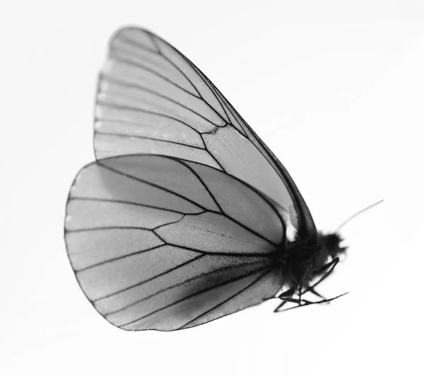 Mariposa Blanca Negra Volando Espacio Copia Vacío Aislado Sobre Fondo —  Fotos de Stock