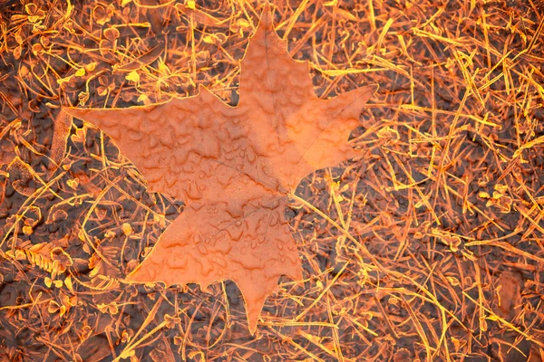 Feuille Érable Orange Sur Herbe Forêt Saison Automne — Photo