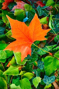 Ormanın çimlerinde portakal akçaağaç yaprağı. sonbahar sezonu.