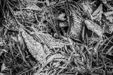 Ormandaki Gradd 'a kulak kabartıyor. Buz, kış sabahı yapraklarla kaplıydı. Yeşil çimenler. kış ve sonbahar mevsimi.