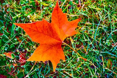 Ormanın çimlerinde portakal akçaağaç yaprağı. sonbahar sezonu.