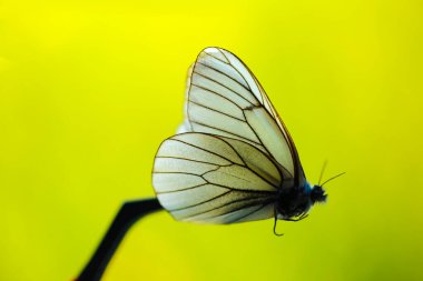 Yeşil bulanık arka planda izole edilmiş beyaz bir kelebek. Kuru kelebek tutan cımbızlar 
