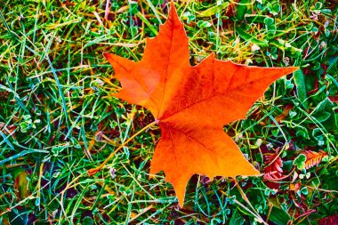 Ormanın çimlerinde portakal akçaağaç yaprağı. sonbahar sezonu.