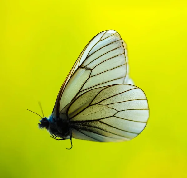 Una Mariposa Blanca Aislada Sobre Fondo Verde Borroso Pinzas Que —  Fotos de Stock