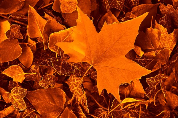 Orange Maple Leaf Grass Forest Autumn Season — Stock Photo, Image